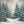 Winter Woodland Pine (sweep options) - HSD Photography Backdrops 