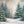 Winter Woodland Pine (sweep options) - HSD Photography Backdrops 