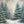 Winter Woodland Pine (sweep options) - HSD Photography Backdrops 