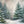 Winter Woodland Pine (sweep options) - HSD Photography Backdrops 