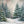 Winter Woodland Pine (sweep options) - HSD Photography Backdrops 