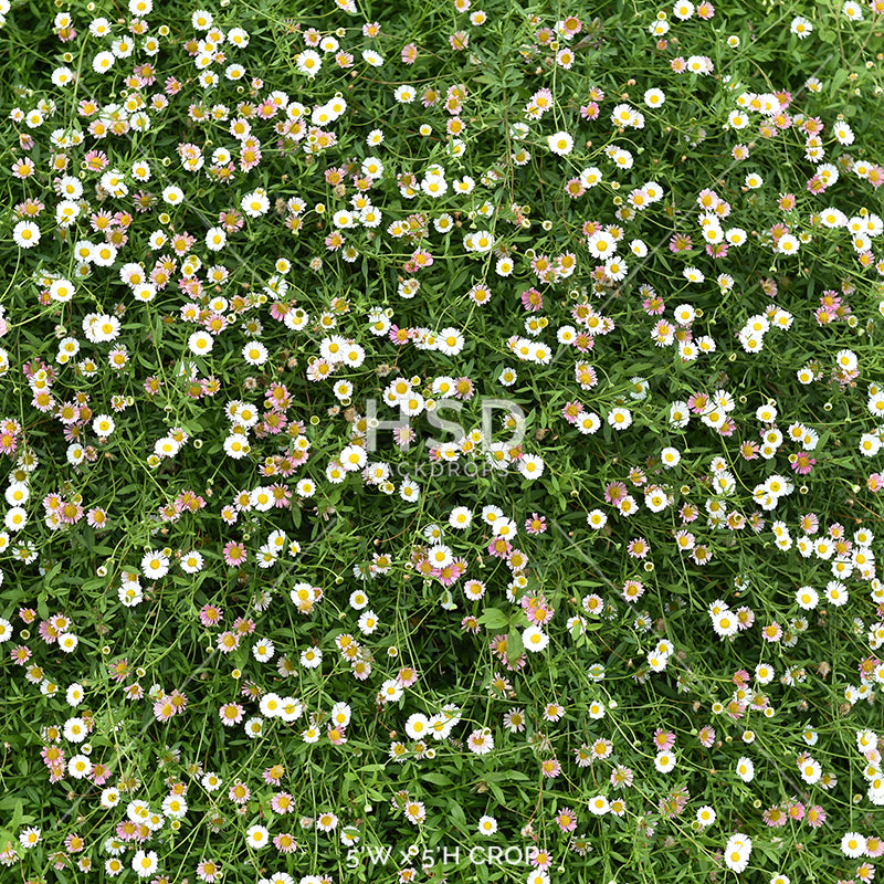 Spring Photography Floor Drop | Covered in Daisies 