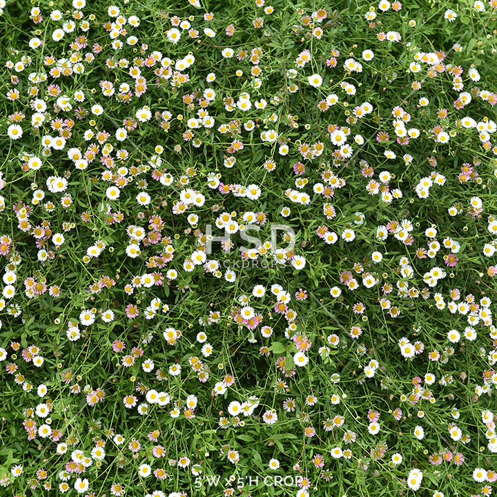 Spring Photography Floor Drop | Covered in Daisies 